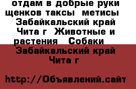 отдам в добрые руки щенков таксы (метисы) - Забайкальский край, Чита г. Животные и растения » Собаки   . Забайкальский край,Чита г.